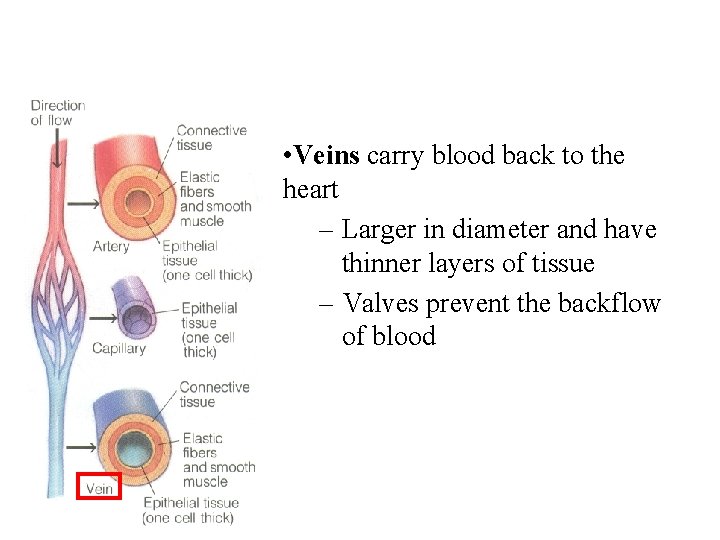  • Veins carry blood back to the heart – Larger in diameter and