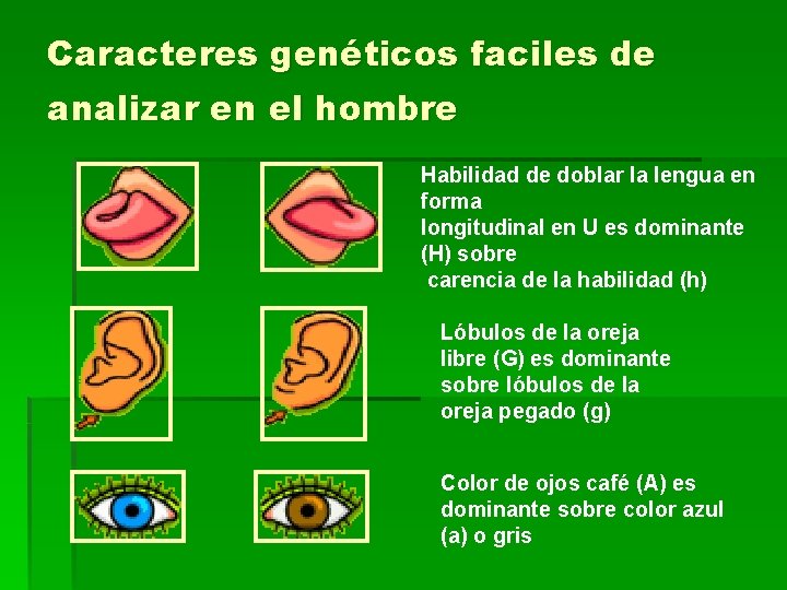 Caracteres genéticos faciles de analizar en el hombre Habilidad de doblar la lengua en