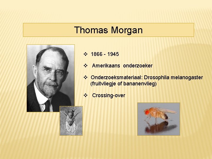 Thomas Morgan 1866 - 1945 Amerikaans onderzoeker Onderzoeksmateriaal: Drosophila melanogaster (fruitvliegje of bananenvlieg) Crossing-over