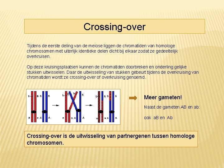 Crossing-over Tijdens de eerste deling van de meiose liggen de chromatiden van homologe chromosomen