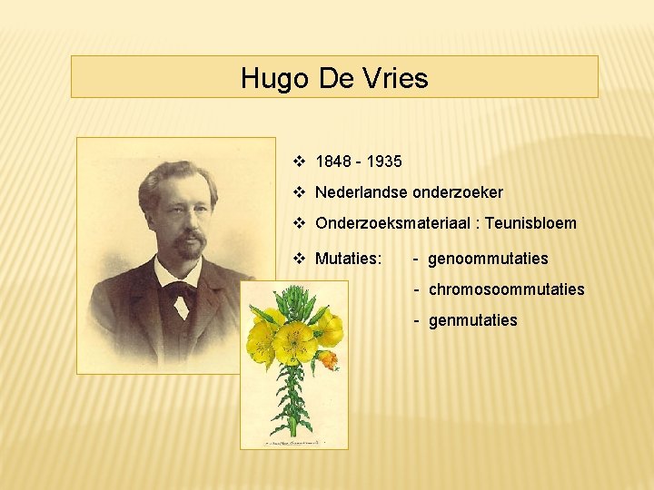 Hugo De Vries 1848 - 1935 Nederlandse onderzoeker Onderzoeksmateriaal : Teunisbloem Mutaties: - genoommutaties