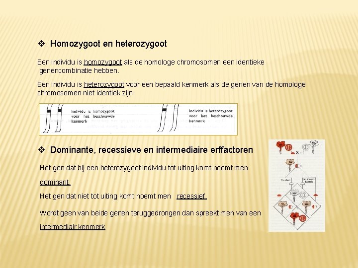  Homozygoot en heterozygoot Een individu is homozygoot als de homologe chromosomen een identieke