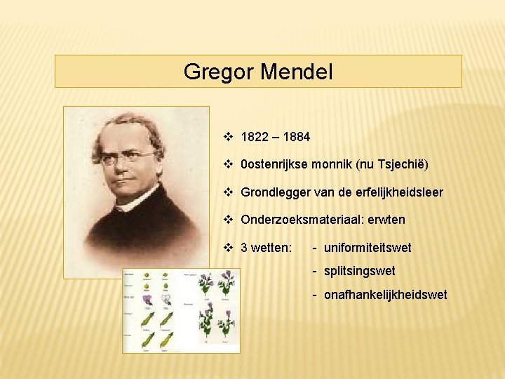 Gregor Mendel 1822 – 1884 0 ostenrijkse monnik (nu Tsjechië) Grondlegger van de erfelijkheidsleer