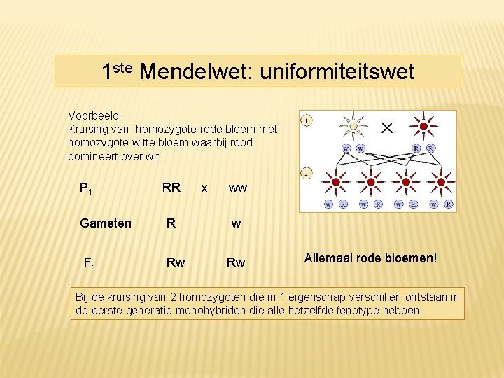 1 ste Mendelwet: uniformiteitswet Voorbeeld: Kruising van homozygote rode bloem met homozygote witte bloem