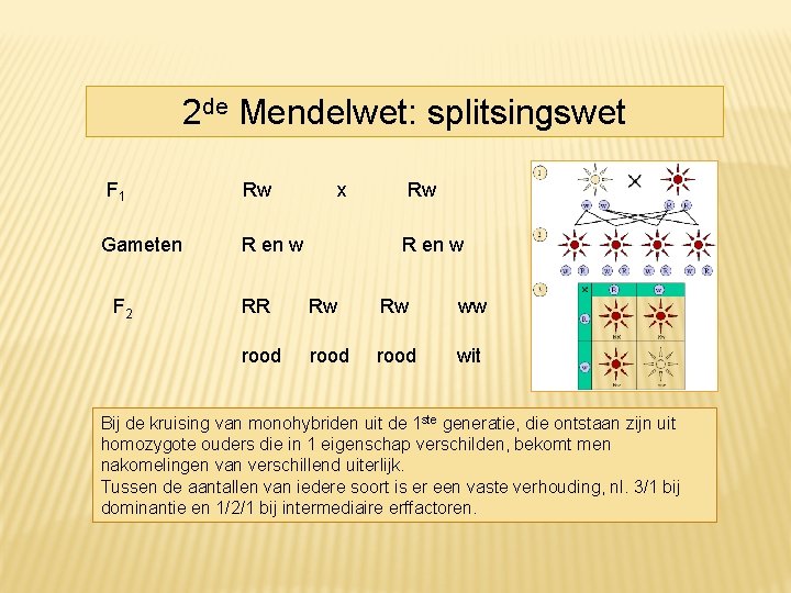 2 de Mendelwet: splitsingswet F 1 Gameten F 2 Rw x R en w