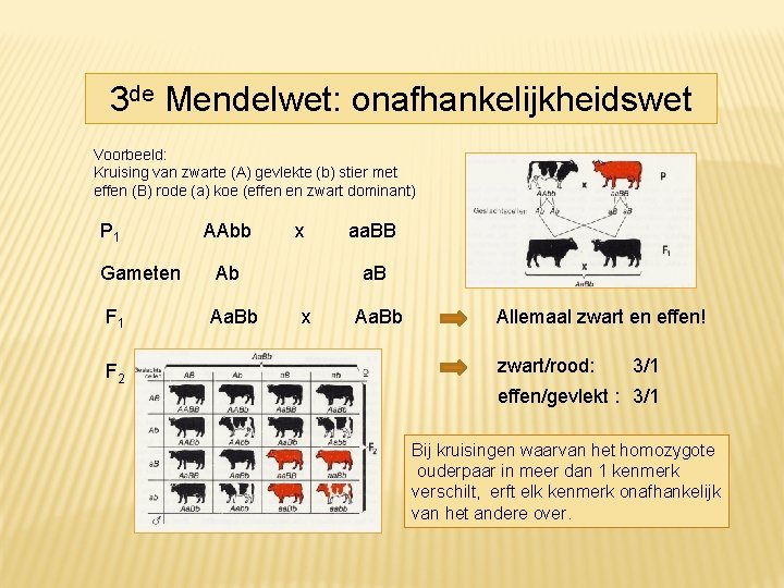 3 de Mendelwet: onafhankelijkheidswet Voorbeeld: Kruising van zwarte (A) gevlekte (b) stier met effen