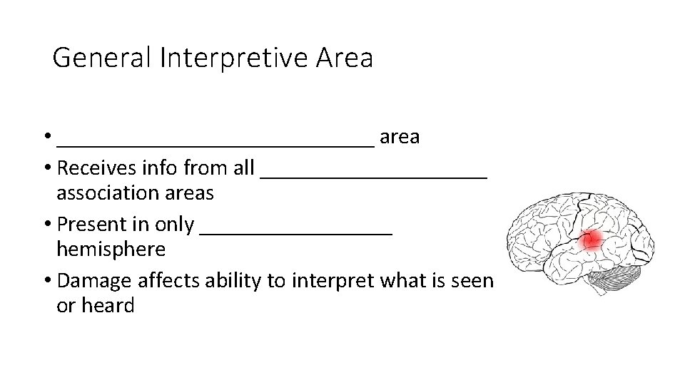 General Interpretive Area • ______________ area • Receives info from all __________ association areas General Interpretive Area • ______________ area • Receives info from all __________ association areas