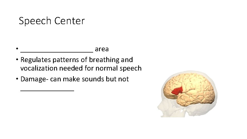 Speech Center • __________ area • Regulates patterns of breathing and vocalization needed for Speech Center • __________ area • Regulates patterns of breathing and vocalization needed for