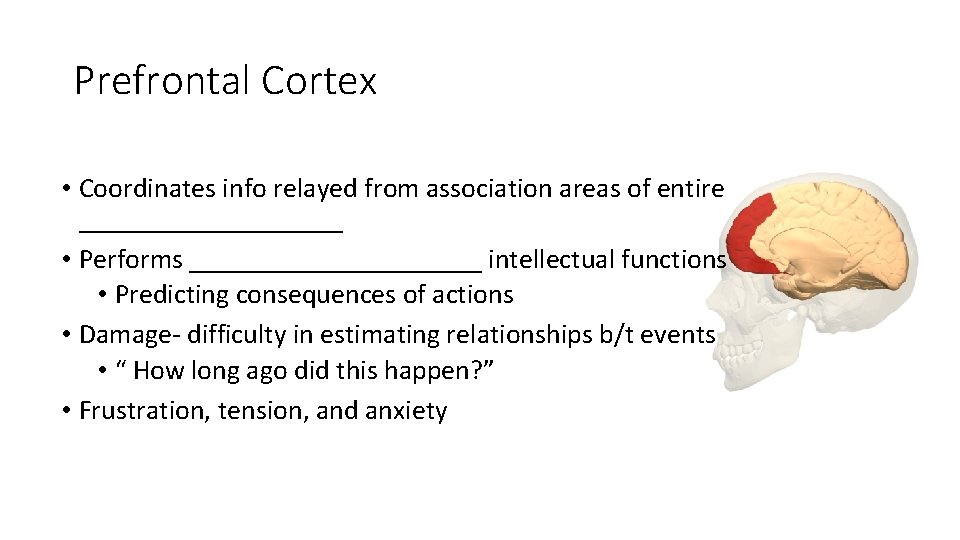 Prefrontal Cortex • Coordinates info relayed from association areas of entire __________ • Performs Prefrontal Cortex • Coordinates info relayed from association areas of entire __________ • Performs