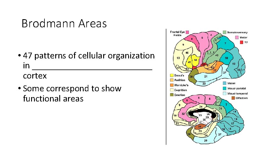Brodmann Areas • 47 patterns of cellular organization in _____________ cortex • Some correspond Brodmann Areas • 47 patterns of cellular organization in _____________ cortex • Some correspond