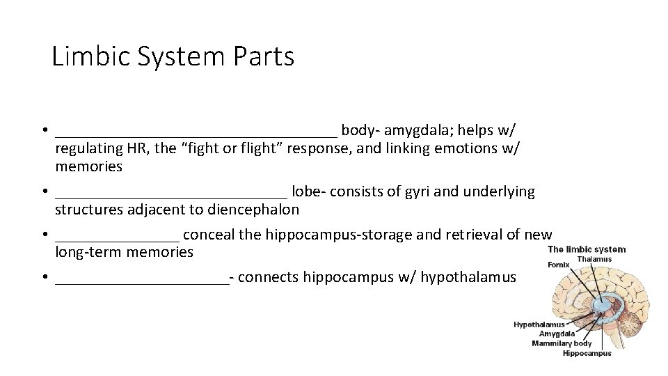Limbic System Parts • _________________ body- amygdala; helps w/ regulating HR, the “fight or Limbic System Parts • _________________ body- amygdala; helps w/ regulating HR, the “fight or