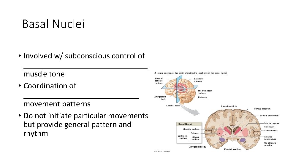 Basal Nuclei • Involved w/ subconscious control of _______________ muscle tone • Coordination of Basal Nuclei • Involved w/ subconscious control of _______________ muscle tone • Coordination of