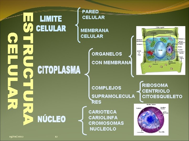 PARED CELULAR MEMBRANA CELULAR ORGANELOS CON MEMBRANA COMPLEJOS SUPRAMOLECULA RES CARIOTECA CARIOLINFA CROMOSOMAS NUCLEOLO