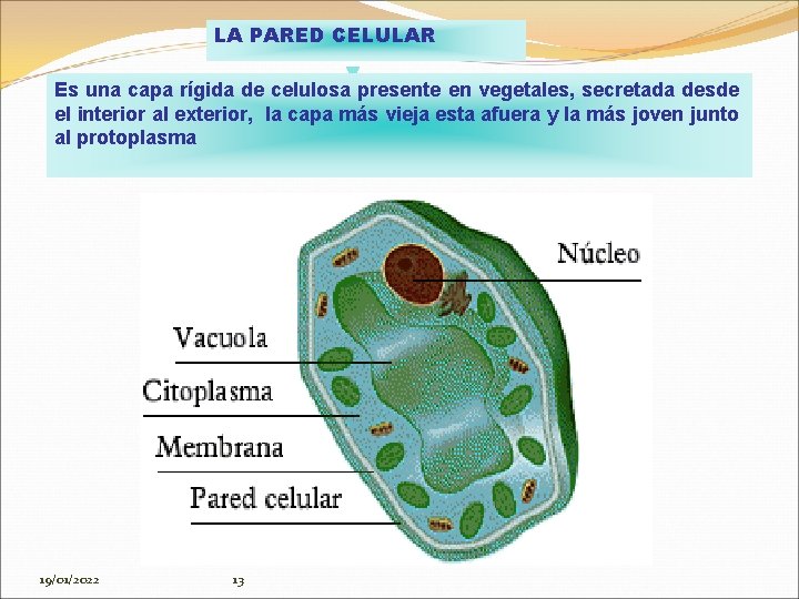 LA PARED CELULAR Es una capa rígida de celulosa presente en vegetales, secretada desde