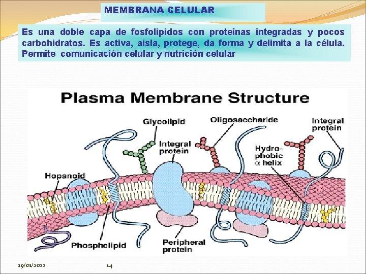 MEMBRANA CELULAR Es una doble capa de fosfolipidos con proteínas integradas y pocos carbohidratos.