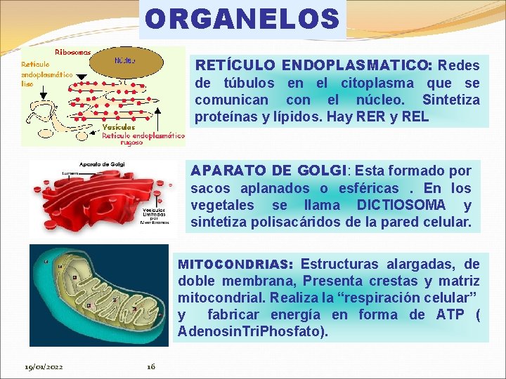 ORGANELOS RETÍCULO ENDOPLASMATICO: Redes de túbulos en el citoplasma que se comunican con el