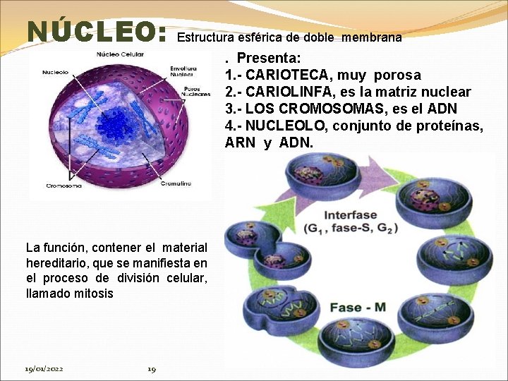 NÚCLEO: Estructura esférica de doble membrana La función, contener el material hereditario, que se