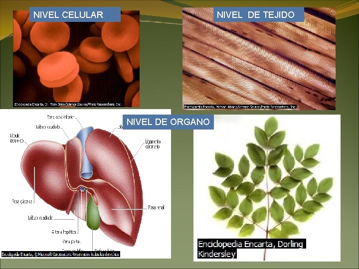 NIVEL DE TEJIDO NIVEL CELULAR NIVEL DE ORGANO 