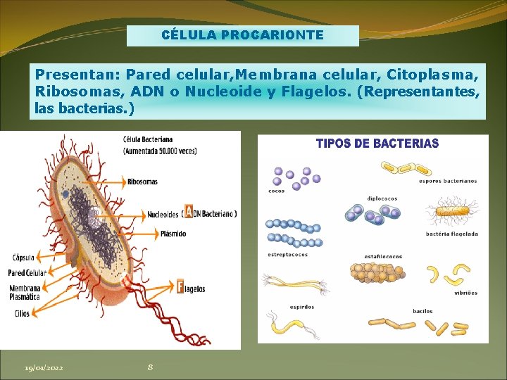 CÉLULA PROCARIONTE Presentan: Pared celular, Membrana celular, Citoplasma, Ribosomas, ADN o Nucleoide y Flagelos.