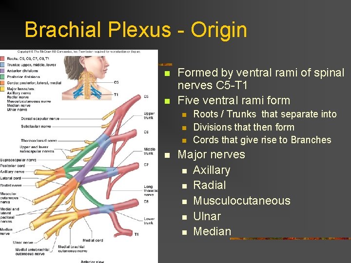 Brachial Plexus - Origin n n Formed by ventral rami of spinal nerves C