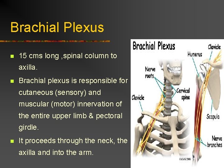 Brachial Plexus n 15 cms long , spinal column to axilla. n Brachial plexus