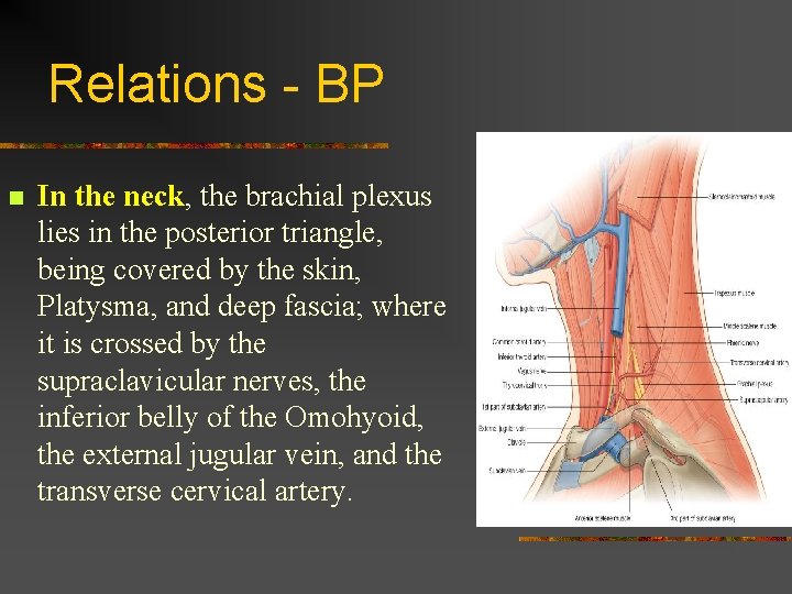 Relations - BP n In the neck, the brachial plexus lies in the posterior