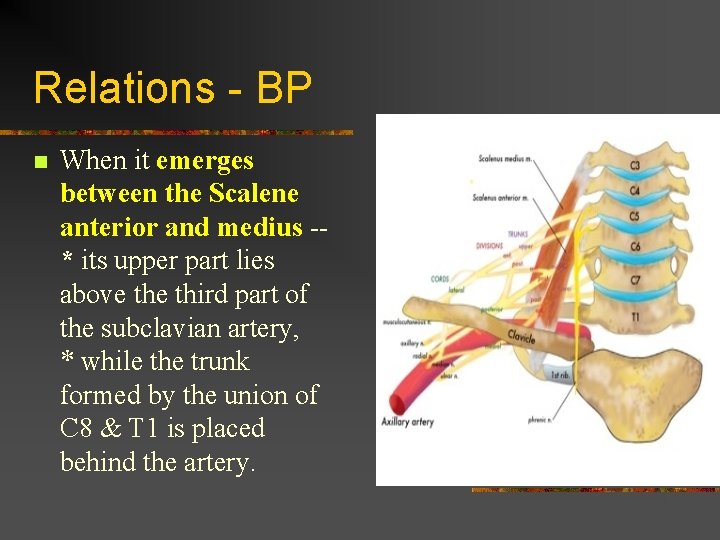 Relations - BP n When it emerges between the Scalene anterior and medius -*