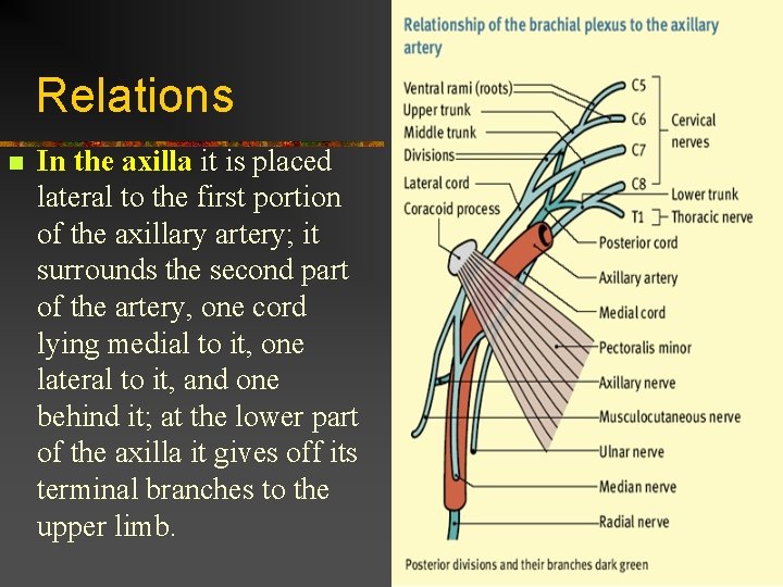 Relations n In the axilla it is placed lateral to the first portion of