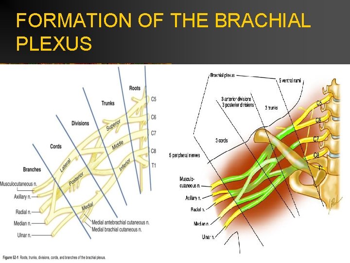 FORMATION OF THE BRACHIAL PLEXUS 