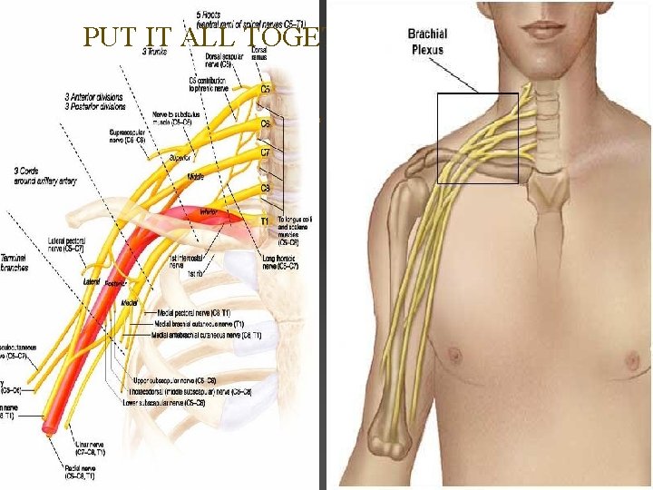 PUT IT ALL TOGETHER…. . . 