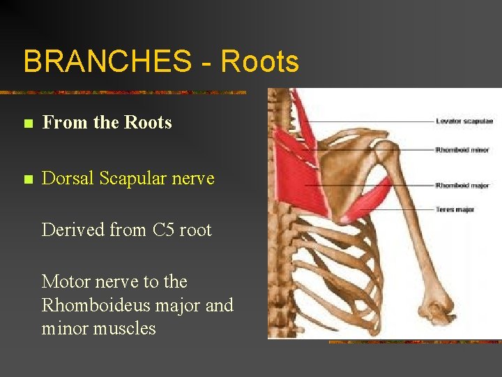 BRANCHES - Roots n From the Roots n Dorsal Scapular nerve Derived from C