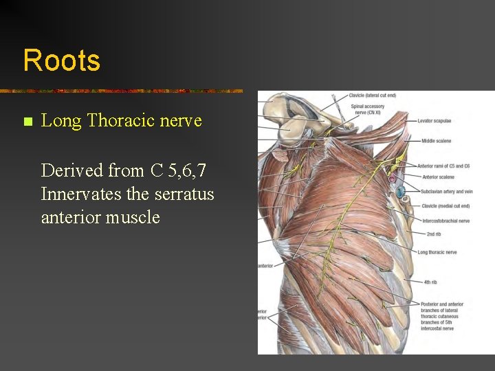 Roots n Long Thoracic nerve Derived from C 5, 6, 7 Innervates the serratus