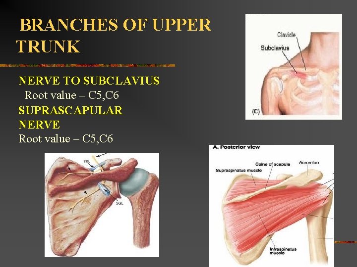 BRANCHES OF UPPER TRUNK NERVE TO SUBCLAVIUS Root value – C 5, C 6