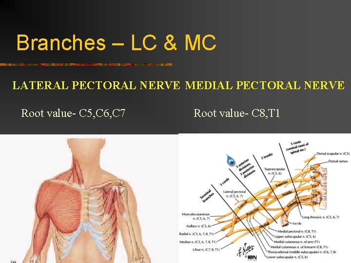 Branches – LC & MC LATERAL PECTORAL NERVE MEDIAL PECTORAL NERVE Root value- C