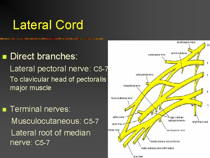 Lateral Cord n Direct branches: Lateral pectoral nerve: C 5 -7 To clavicular head