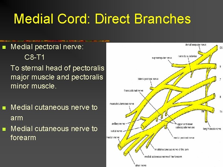Medial Cord: Direct Branches n Medial pectoral nerve: C 8 -T 1 To sternal