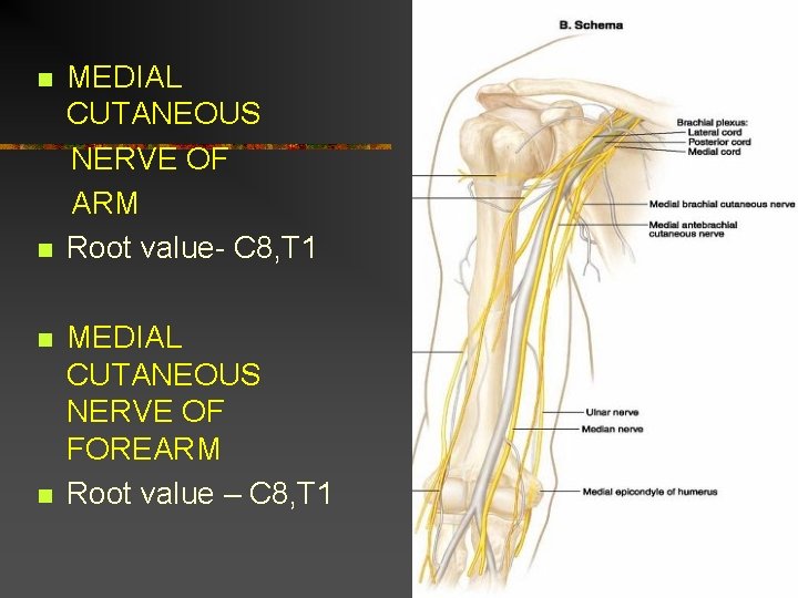 n n MEDIAL CUTANEOUS NERVE OF ARM Root value- C 8, T 1 MEDIAL
