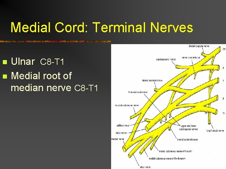 Medial Cord: Terminal Nerves n n Ulnar C 8 -T 1 Medial root of