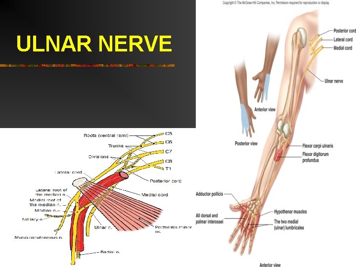 ULNAR NERVE 