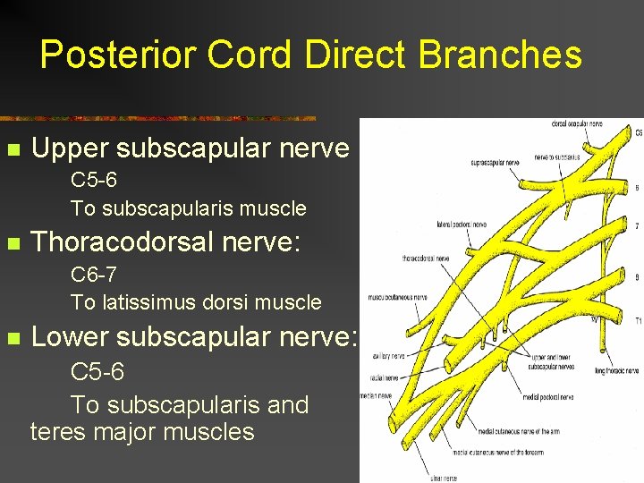 Posterior Cord Direct Branches n Upper subscapular nerve C 5 -6 To subscapularis muscle