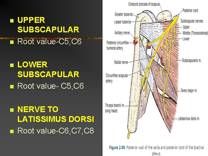 n n n UPPER SUBSCAPULAR Root value-C 5, C 6 LOWER SUBSCAPULAR Root value-