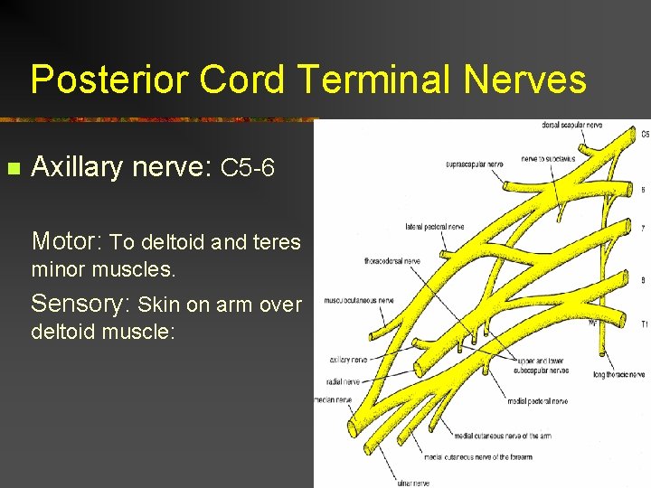 Posterior Cord Terminal Nerves n Axillary nerve: C 5 -6 Motor: To deltoid and