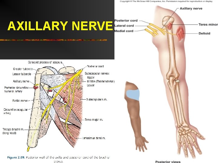 AXILLARY NERVE 