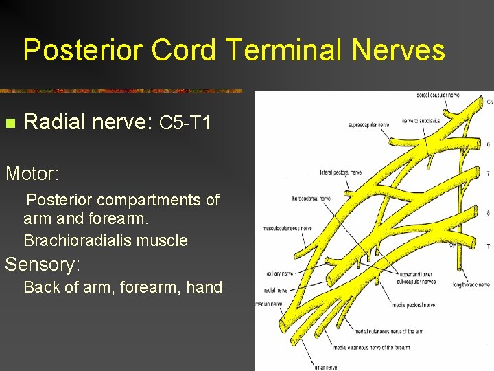 Posterior Cord Terminal Nerves n Radial nerve: C 5 -T 1 Motor: Posterior compartments