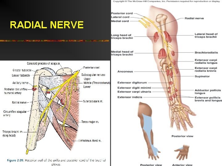 RADIAL NERVE 