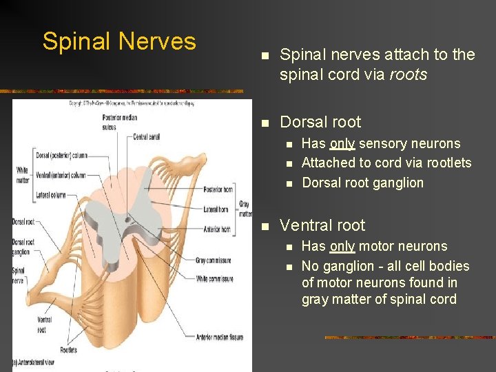 Spinal Nerves n Spinal nerves attach to the spinal cord via roots n Dorsal