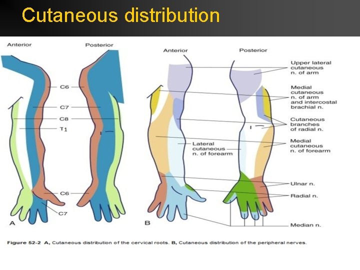 Cutaneous distribution 