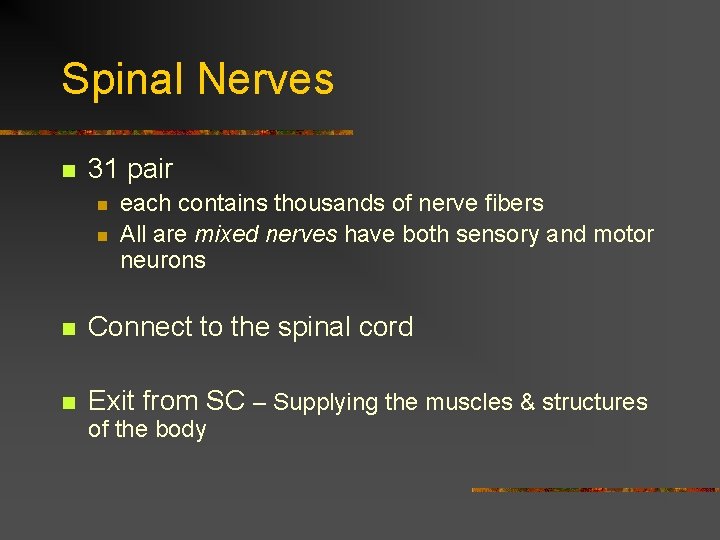 Spinal Nerves n 31 pair n n each contains thousands of nerve fibers All