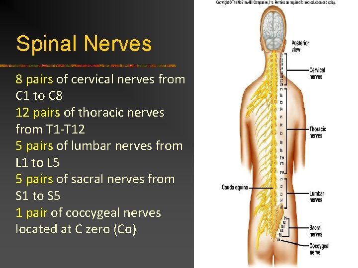 Spinal Nerves 8 pairs of cervical nerves from C 1 to C 8 12