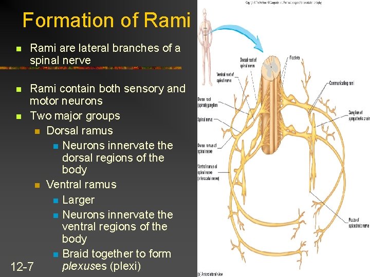 Formation of Rami n Rami are lateral branches of a spinal nerve Rami contain